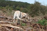 LABRADOR 133